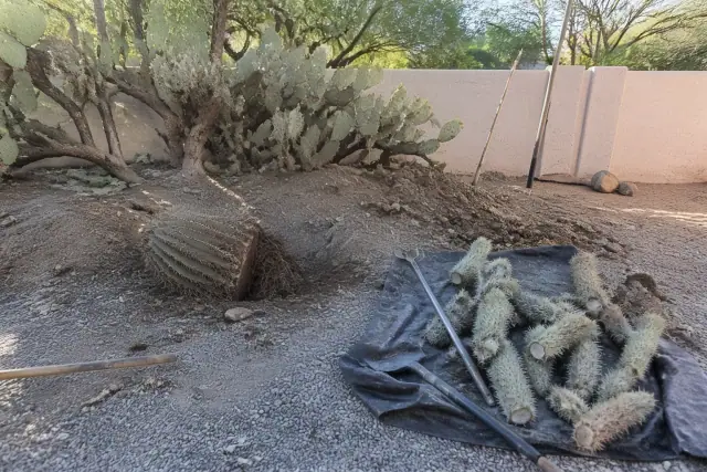 Prickly pear and cholla cactus removal showing an exposed root ball, tools, and debris in a Phoenix, AZ backyard.