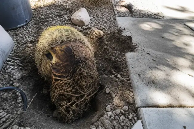 Diseased barrel cactus being excavated from a garden bed near concrete pavers in Phoenix, AZ.
