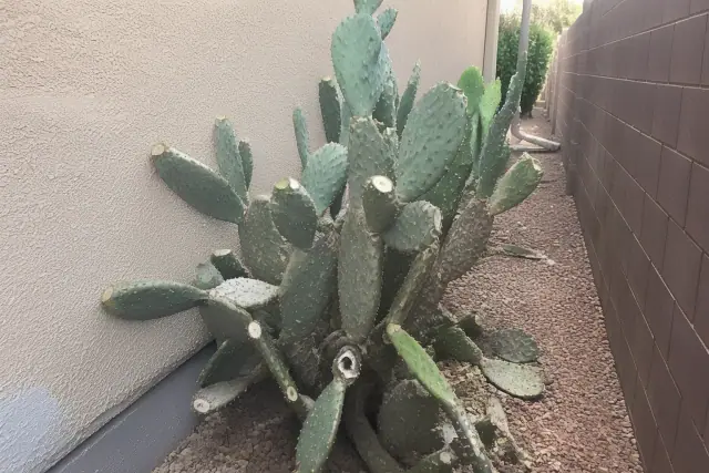Cactus trimming and pruning in a narrow side yard with crushed granite and stucco walls in Phoenix, AZ.