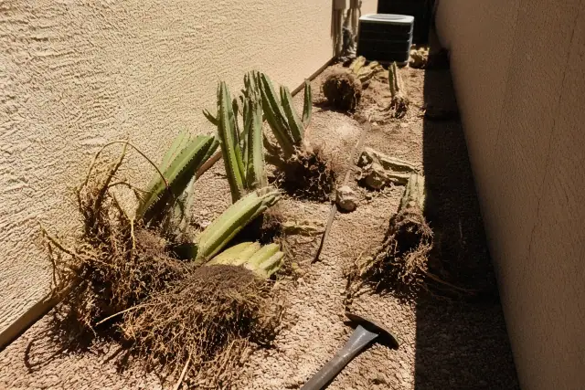Worker removing overgrown cactus in a narrow passage between stucco walls in Phoenix, AZ.