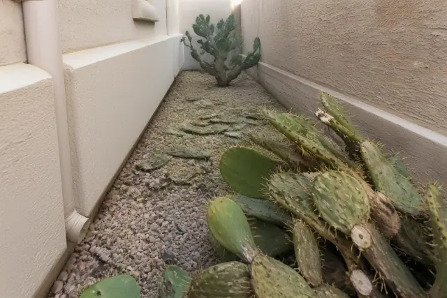 Overgrown prickly pear succulents needing removal in a narrow side yard between stucco walls in Phoenix, AZ.