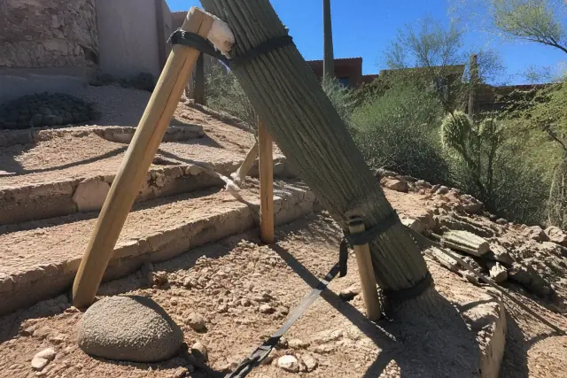 A leaning saguaro cactus braced by timber stakes and straps on a hillside in Phoenix, AZ.